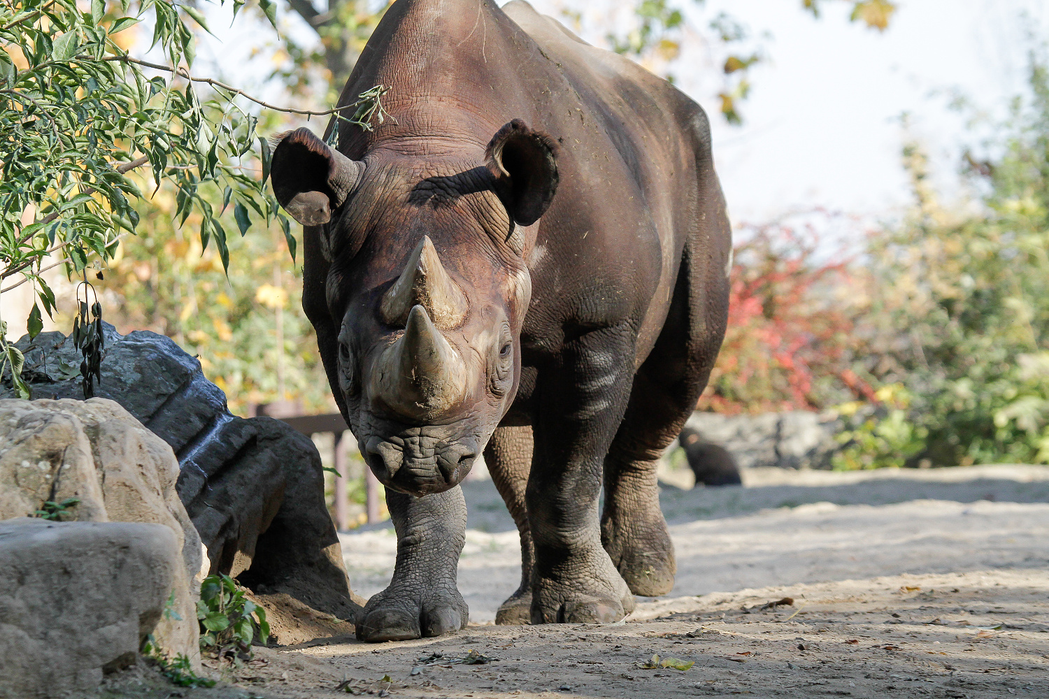 rhinos-to-rwanda-the-largest-ever-transport-of-rhinos-from-europe-to